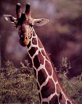 giraffe