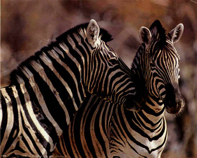 zebras